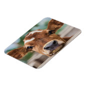 Kutest Baby Animals | Kleine Koe Calf Magneet (Linkerzijde)