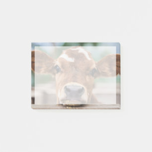Kutest Baby Animals   Kleine Koe Calf Post-it® Notes