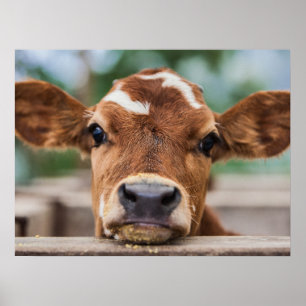 Kutest Baby Animals   Kleine Koe Calf Poster