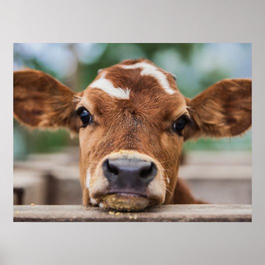 Kutest Baby Animals | Kleine Koe Calf Poster (Voorkant)