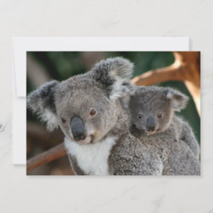 Kutest Baby Animals Koala en Joey Bedankkaart