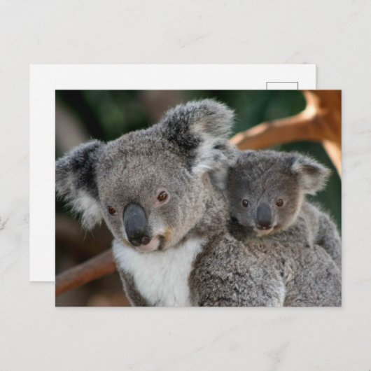 Kutest Baby Animals | Koala en Joey Briefkaart (Voorkant / Achterkant)