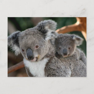 Kutest Baby Animals Koala en Joey Briefkaart