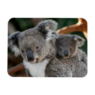 Kutest Baby Animals Koala en Joey Magneet