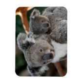 Kutest Baby Animals | Koala en Joey Magneet (Verticaal)