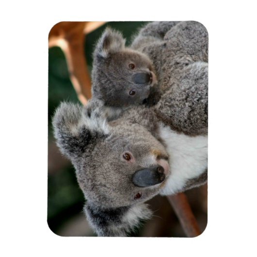 Kutest Baby Animals | Koala en Joey Magneet (Verticaal)