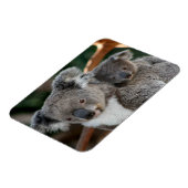 Kutest Baby Animals | Koala en Joey Magneet (Linkerzijde)