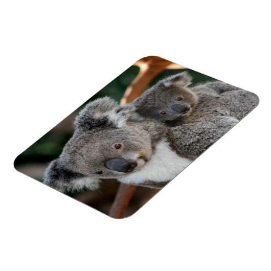 Kutest Baby Animals | Koala en Joey Magneet (Linkerzijde)
