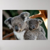 Kutest Baby Animals | Koala en Joey Poster (Voorkant)