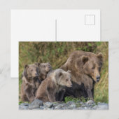 Kutest Baby Animals | Kodiak Mama Beer & Cubs Briefkaart (Voorkant / Achterkant)