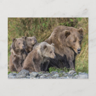 Kutest Baby Animals   Kodiak Mama Beer & Cubs Briefkaart