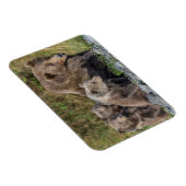 Kutest Baby Animals | Kodiak Mama Beer & Cubs Magneet (Rechterzijde)