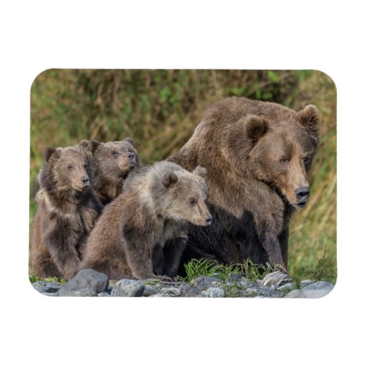 Kutest Baby Animals | Kodiak Mama Beer & Cubs Magneet (Horizontaal)