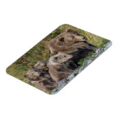 Kutest Baby Animals | Kodiak Mama Beer & Cubs Magneet (Linkerzijde)