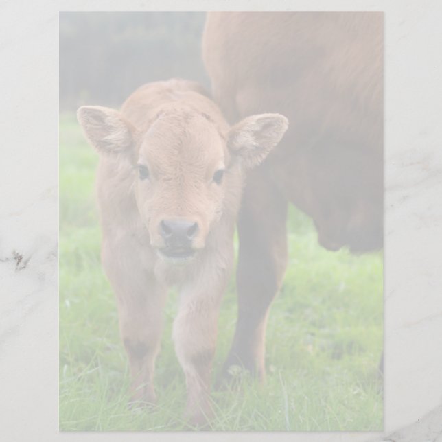 Kutest Baby Animals | Koe en kalf (Voorkant)