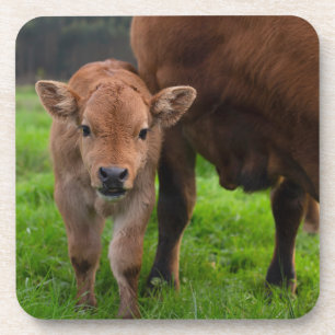Kutest Baby Animals Koe en kalf Bier Onderzetter