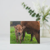 Kutest Baby Animals | Koe en kalf Briefkaart (Staand voorkant)