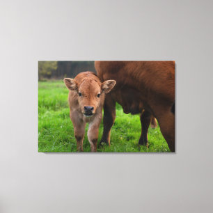 Kutest Baby Animals Koe en kalf Canvas Afdruk