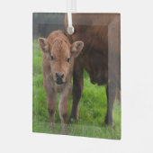 Kutest Baby Animals | Koe en kalf Glas Ornament (Voorkant links)