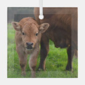 Kutest Baby Animals | Koe en kalf Glas Ornament (Voorkant)