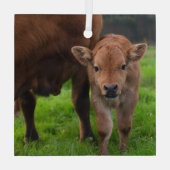 Kutest Baby Animals | Koe en kalf Glas Ornament (Achterkant)