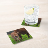 Kutest Baby Animals | Koe en kalf Kartonnen Onderzetters (Insitu)