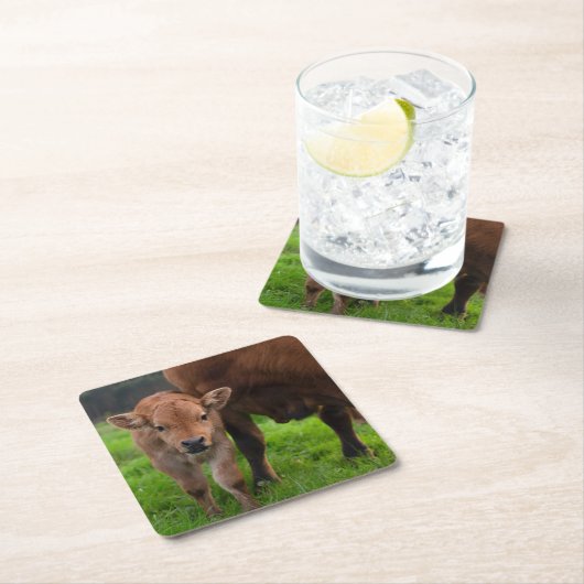 Kutest Baby Animals | Koe en kalf Kartonnen Onderzetters (Insitu)