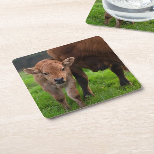 Kutest Baby Animals | Koe en kalf Kartonnen Onderzetters (Schuin)