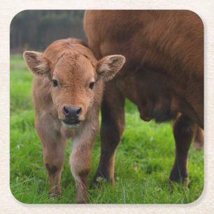 Kutest Baby Animals Koe en kalf Kartonnen Onderzetters