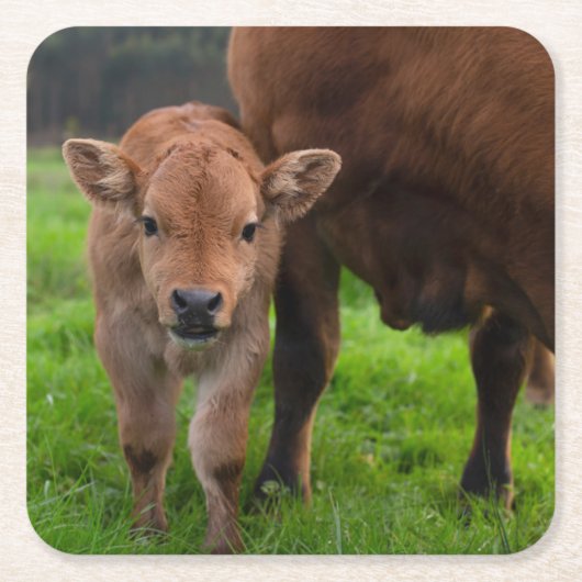Kutest Baby Animals | Koe en kalf Kartonnen Onderzetters (Voorkant)