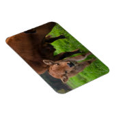 Kutest Baby Animals | Koe en kalf Magneet (Rechterzijde)