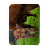 Kutest Baby Animals | Koe en kalf Magneet (Verticaal)