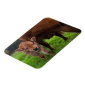 Kutest Baby Animals | Koe en kalf Magneet (Linkerzijde)