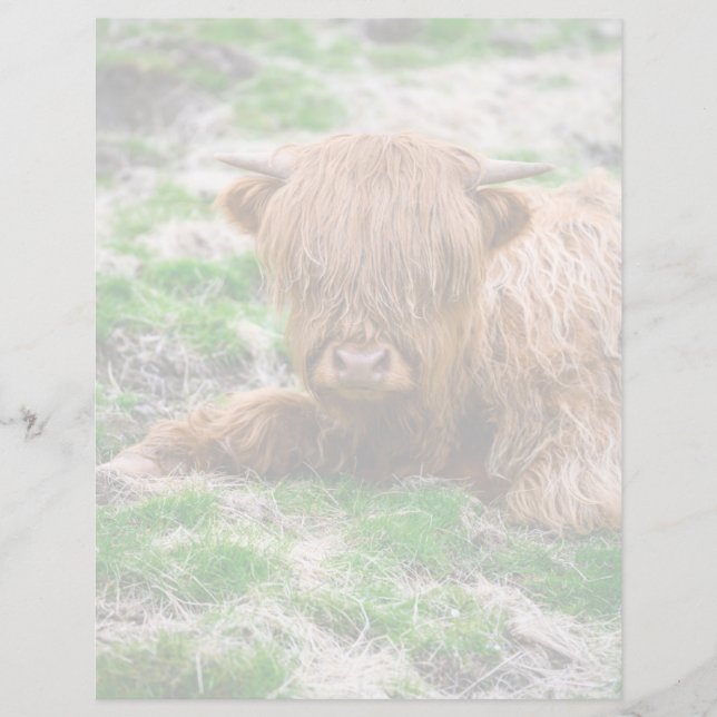 Kutest Baby Animals | Koe van het Hoogland (Voorkant)