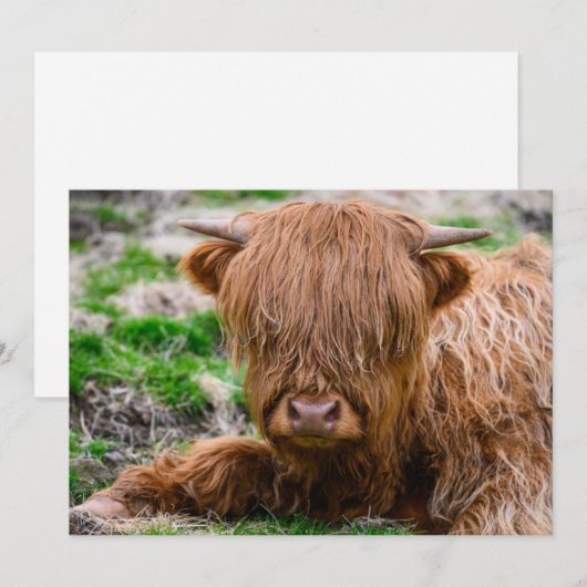 Kutest Baby Animals | Koe van het Hoogland Bedankkaart (Voorkant / Achterkant)