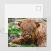 Kutest Baby Animals | Koe van het Hoogland Briefkaart (Voorkant / Achterkant)