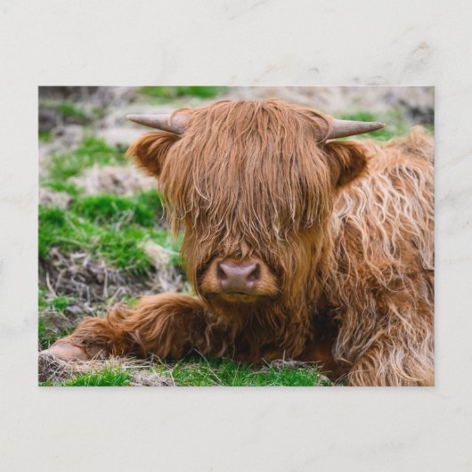 Kutest Baby Animals | Koe van het Hoogland Briefkaart (Voorkant)