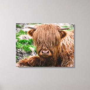 Kutest Baby Animals   Koe van het Hoogland Canvas Afdruk