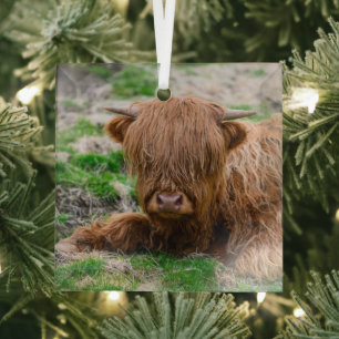 Kutest Baby Animals   Koe van het Hoogland Glas Ornament