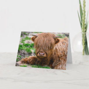 Kutest Baby Animals   Koe van het Hoogland Kaart