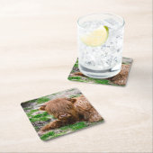 Kutest Baby Animals | Koe van het Hoogland Kartonnen Onderzetters (Insitu)