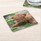 Kutest Baby Animals | Koe van het Hoogland Kartonnen Onderzetters (Schuin)