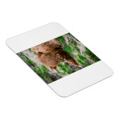 Kutest Baby Animals | Koe van het Hoogland Magneet (Rechterzijde)