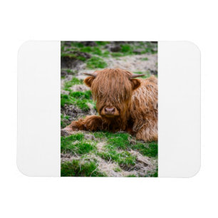 Kutest Baby Animals Koe van het Hoogland Magneet