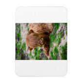 Kutest Baby Animals | Koe van het Hoogland Magneet (Verticaal)