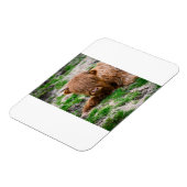 Kutest Baby Animals | Koe van het Hoogland Magneet (Linkerzijde)