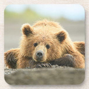 Kutest Baby Animals   Kustbruine Beer Cub Bier Onderzetter
