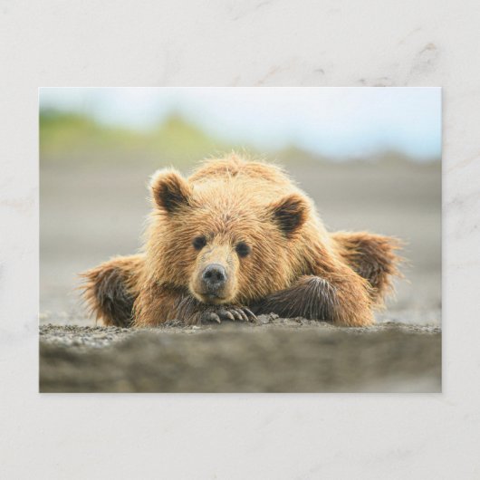 Kutest Baby Animals | Kustbruine Beer Cub Briefkaart (Voorkant)
