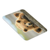 Kutest Baby Animals | Kustbruine Beer Cub Magneet (Rechterzijde)
