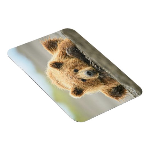 Kutest Baby Animals | Kustbruine Beer Cub Magneet (Rechterzijde)